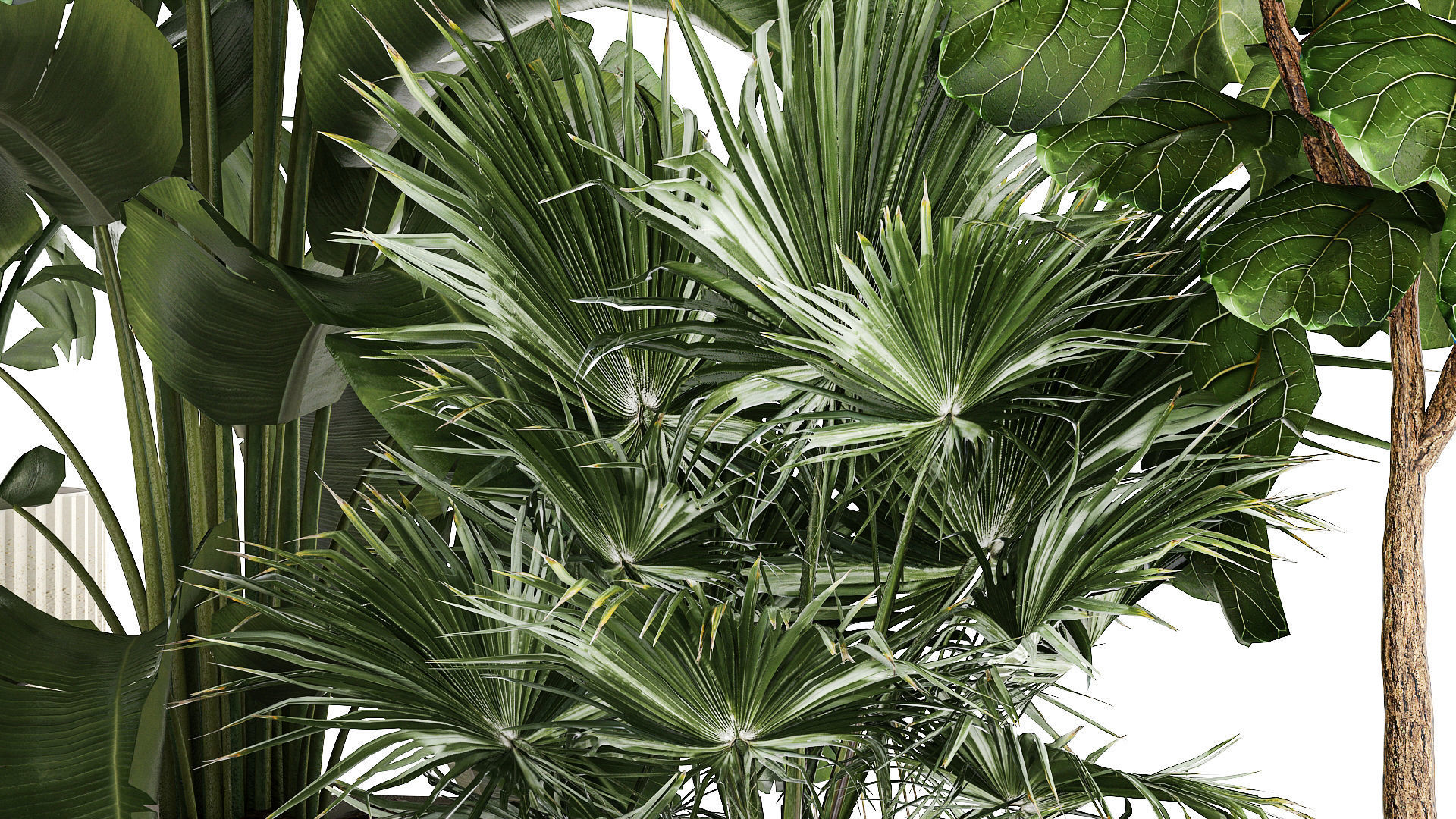 Beautiful plants Ficus palm Strelitzia in flower pots 1351 3D model_3