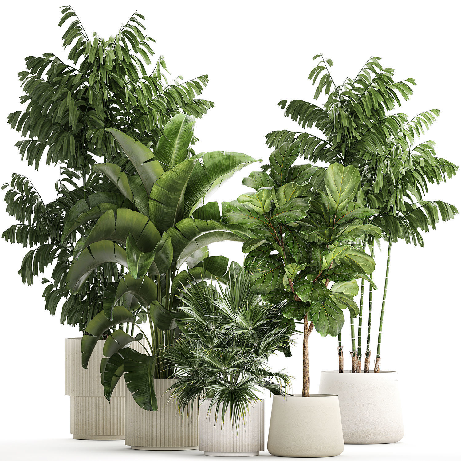 Beautiful plants Ficus palm Strelitzia in flower pots 1351 3D model_11
