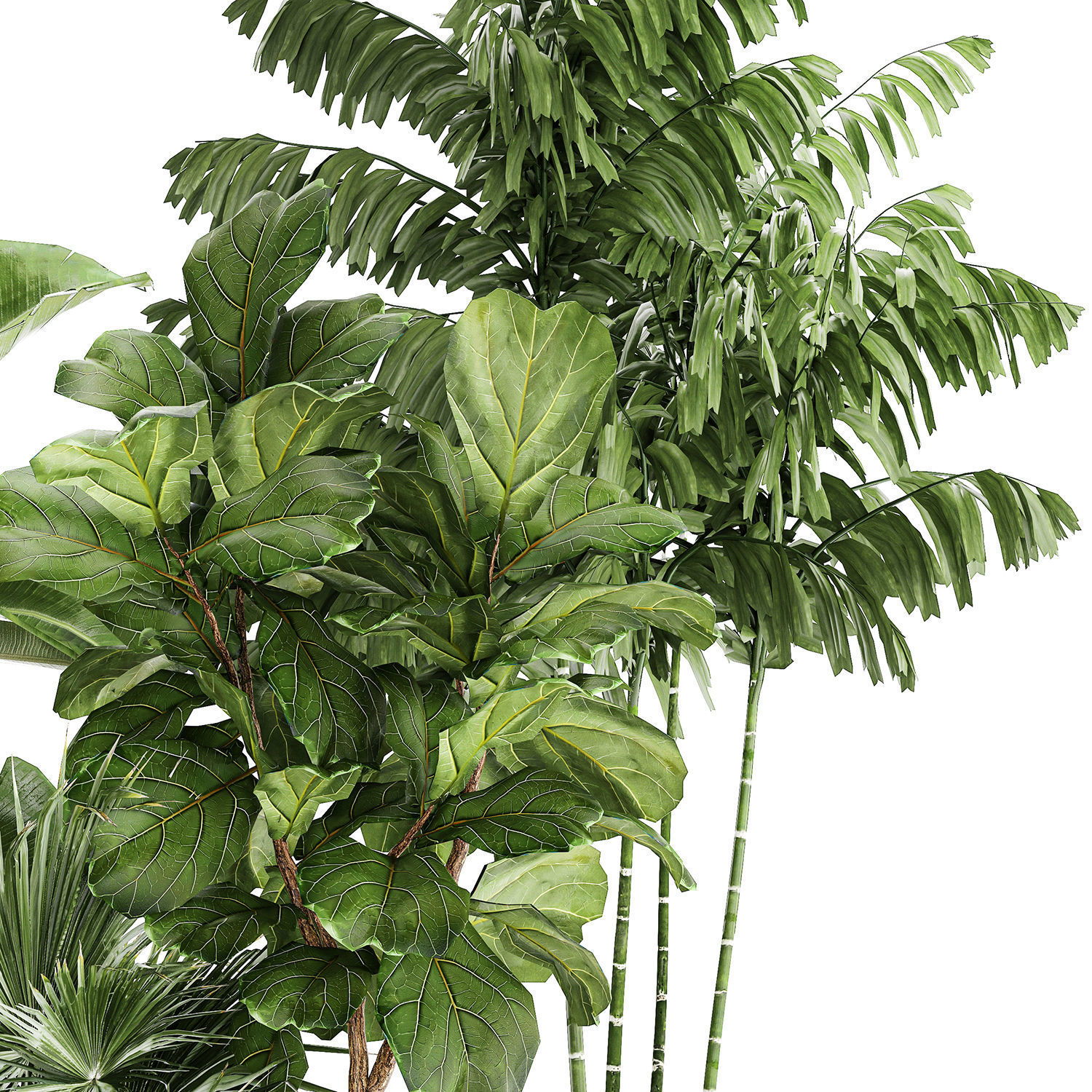 Beautiful plants Ficus palm Strelitzia in flower pots 1351 3D model_7