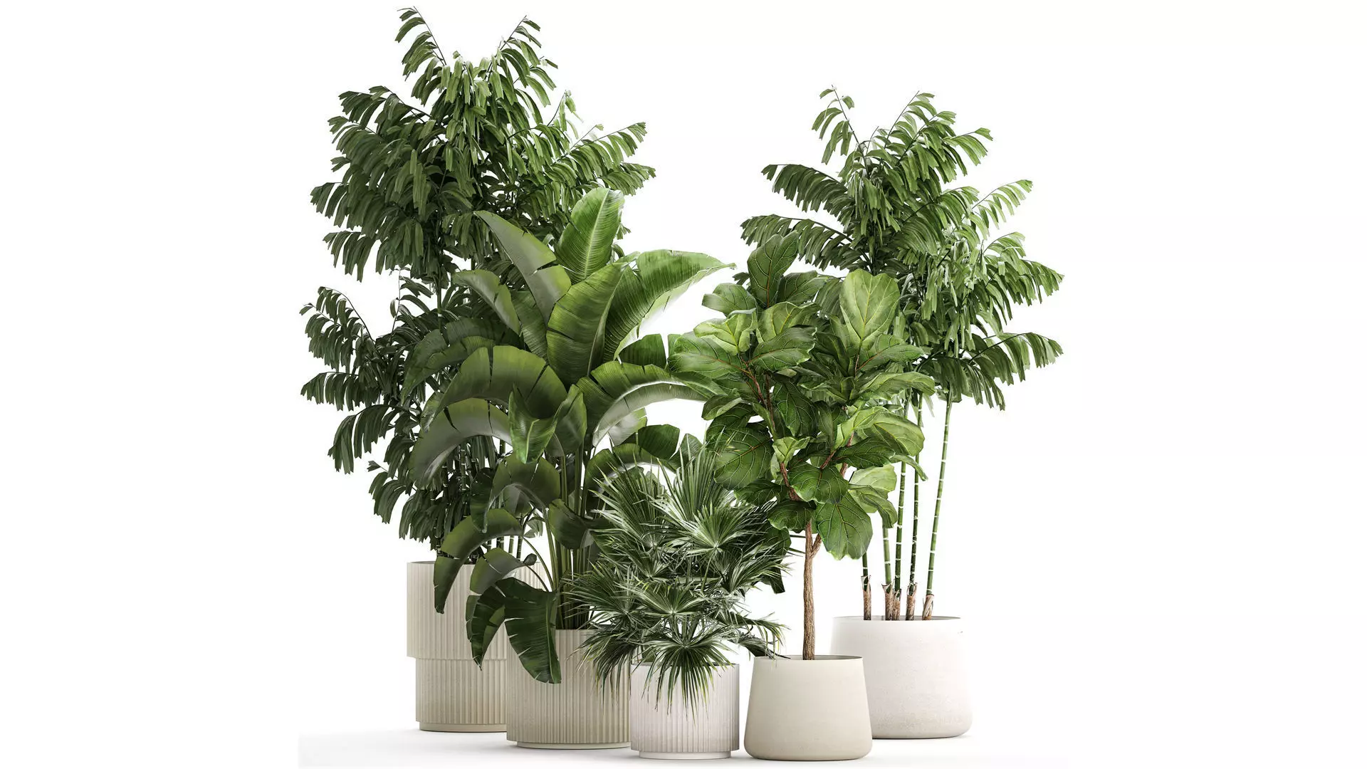 Beautiful plants Ficus palm Strelitzia in flower pots 1351 3D model_0