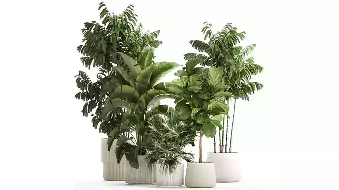 Beautiful plants Ficus palm Strelitzia in flower pots 1351 3D model