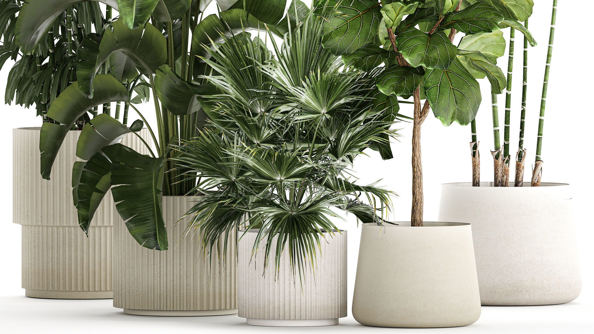 Beautiful plants Ficus palm Strelitzia in flower pots 1351 3D model_4