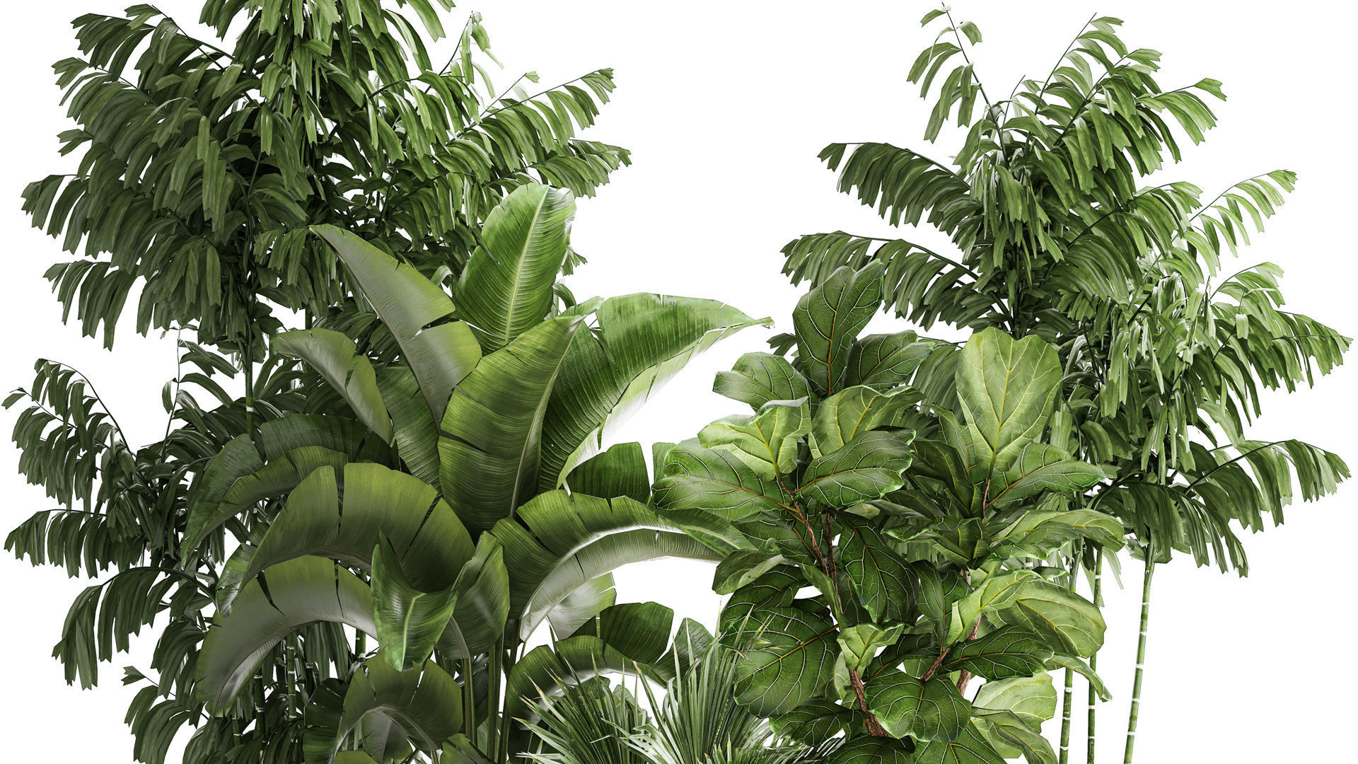 Beautiful plants Ficus palm Strelitzia in flower pots 1351 3D model_2
