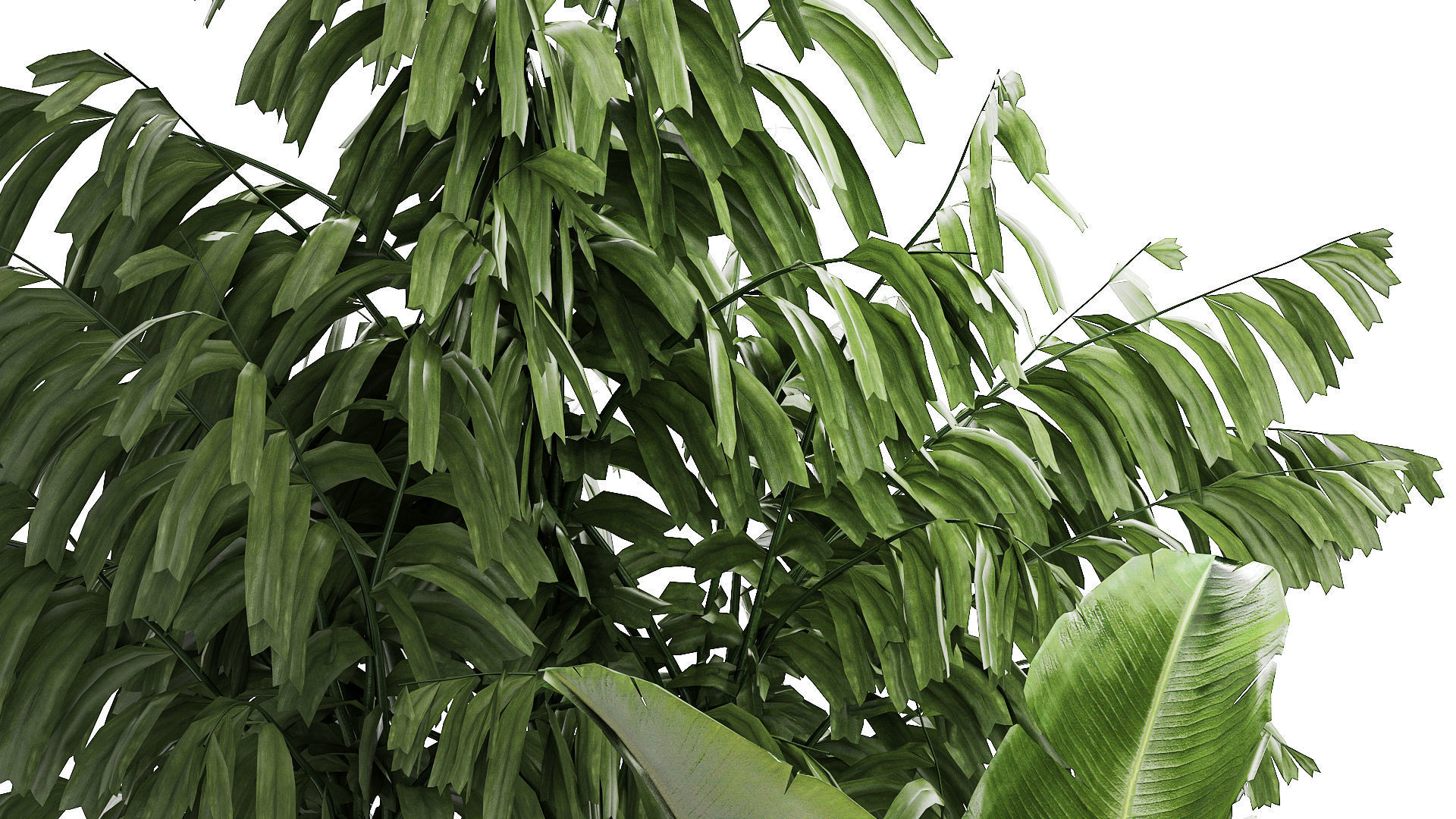Beautiful plants Ficus palm Strelitzia in flower pots 1351 3D model_5