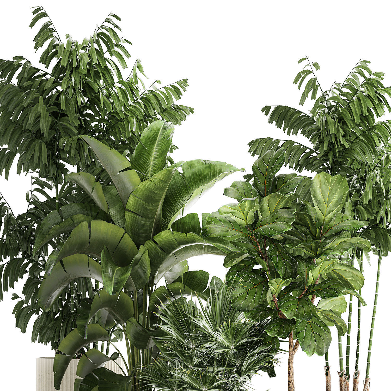 Beautiful plants Ficus palm Strelitzia in flower pots 1351 3D model_12