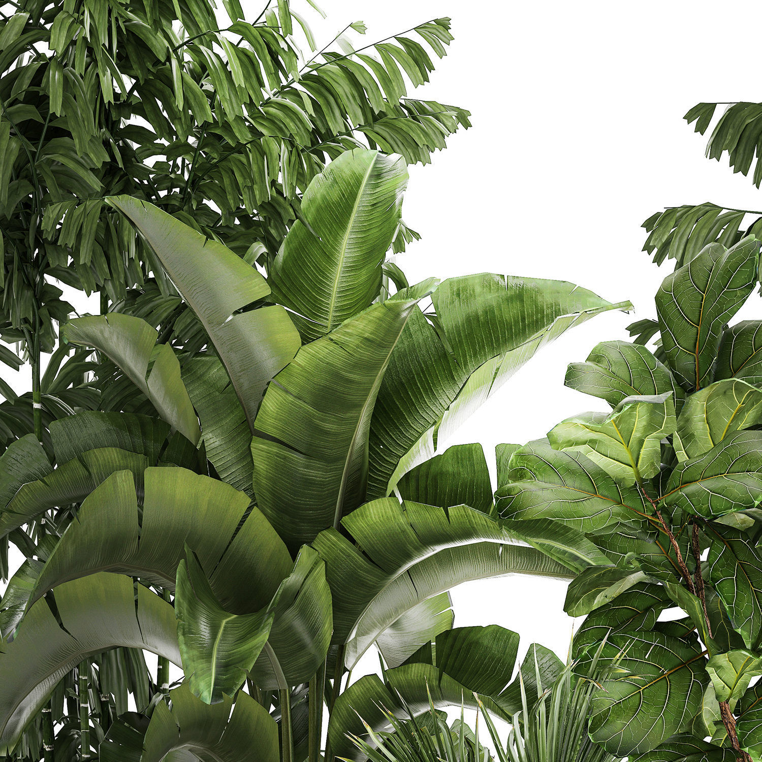 Beautiful plants Ficus palm Strelitzia in flower pots 1351 3D model_8