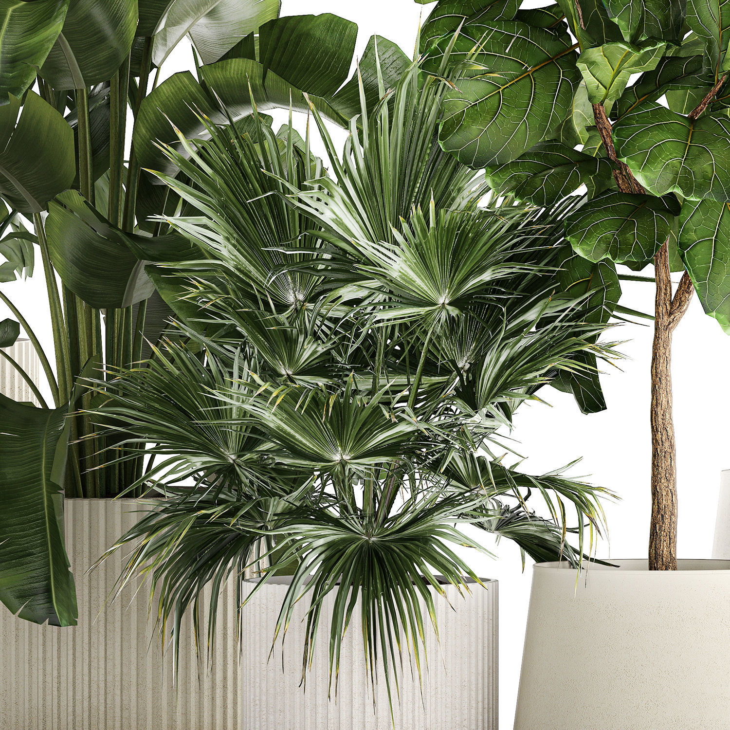 Beautiful plants Ficus palm Strelitzia in flower pots 1351 3D model_9