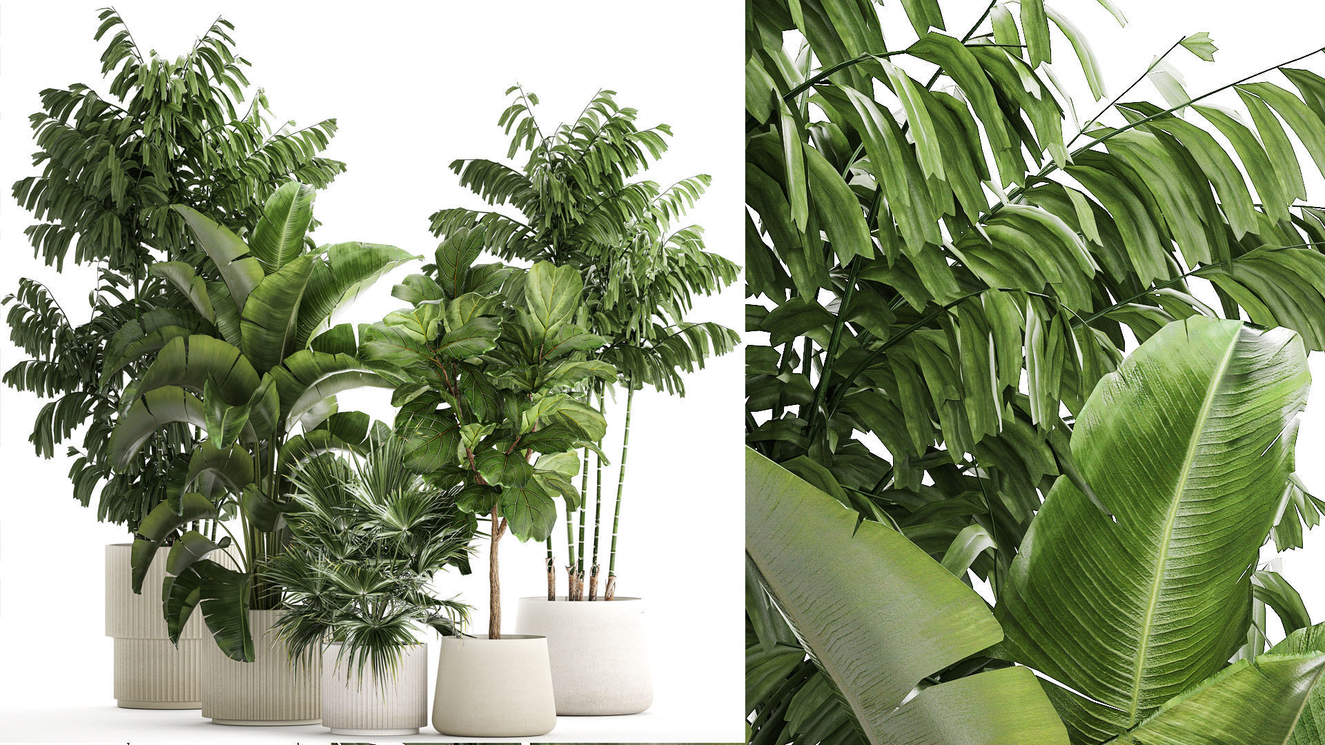 Beautiful plants Ficus palm Strelitzia in flower pots 1351 3D model_1