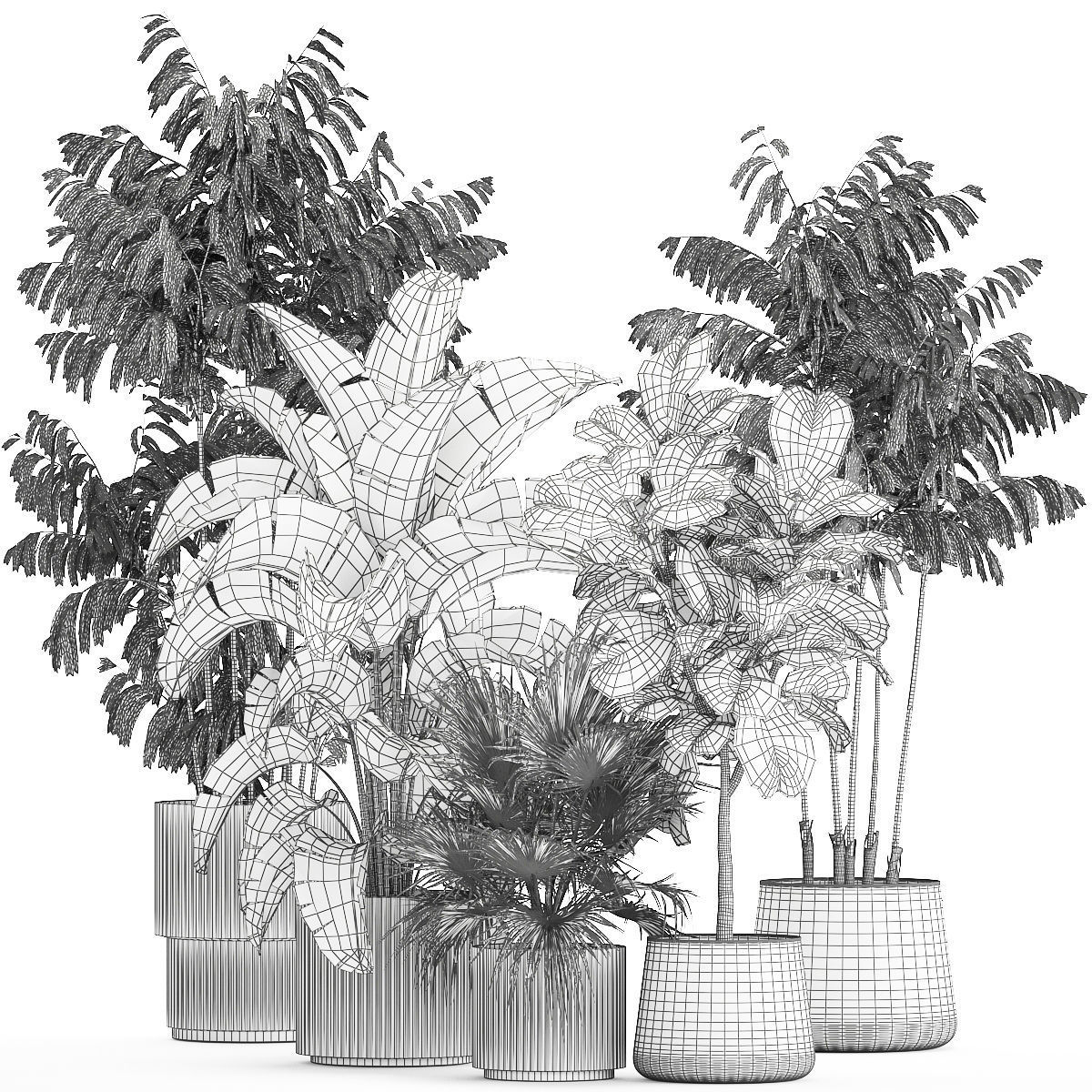 Beautiful plants Ficus palm Strelitzia in flower pots 1351 3D model_13