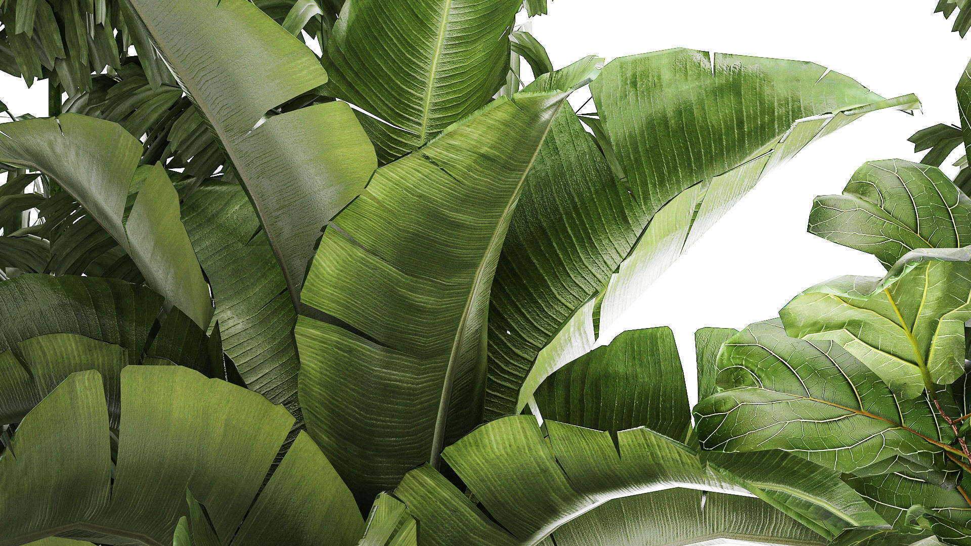 Beautiful plants Ficus palm Strelitzia in flower pots 1351 3D model_6