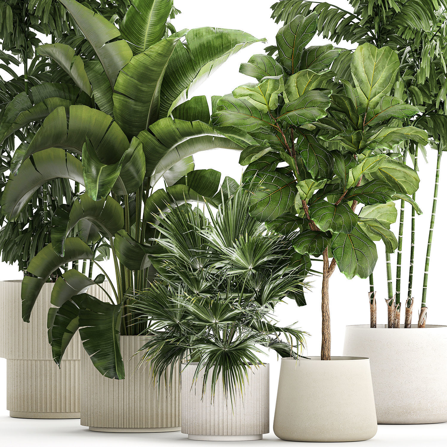Beautiful plants Ficus palm Strelitzia in flower pots 1351 3D model_10