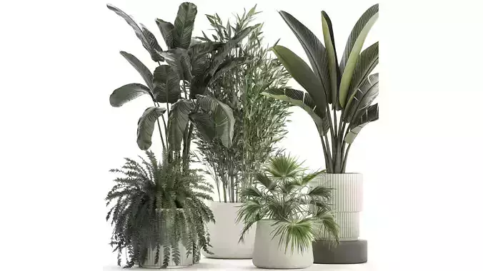 Beautiful plants Bamboo palm banana in flower pots 1352 3D model