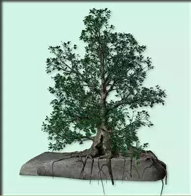 Black Oak 4 3D model