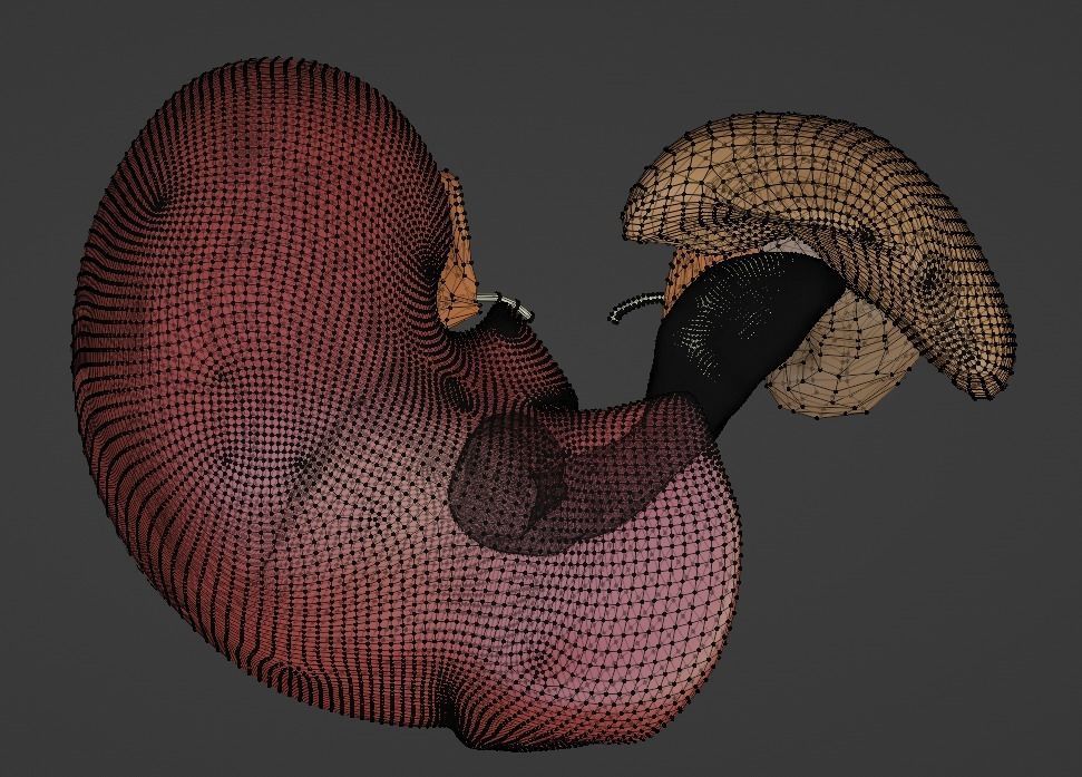 3D Model of Abdominal Organs 3D model_15