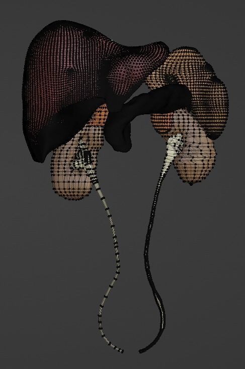 3D Model of Abdominal Organs 3D model_12