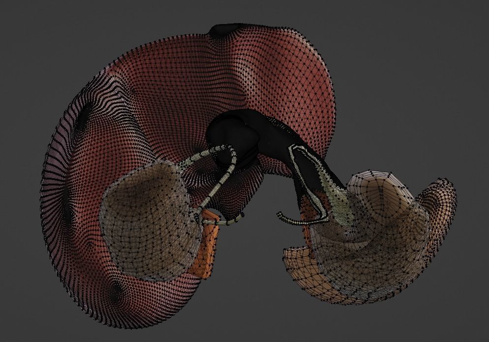 3D Model of Abdominal Organs 3D model_11