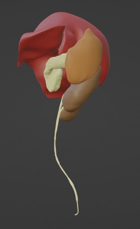 3D Model of Abdominal Organs 3D model_3