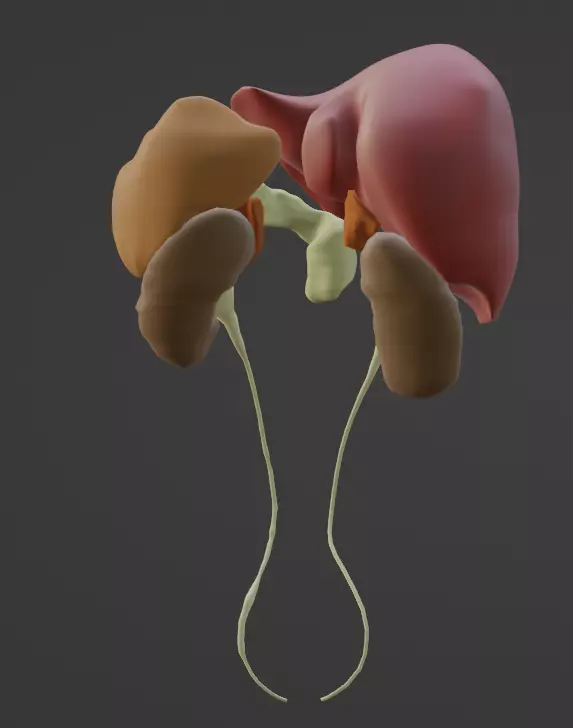 3D Model of Abdominal Organs 3D model_0