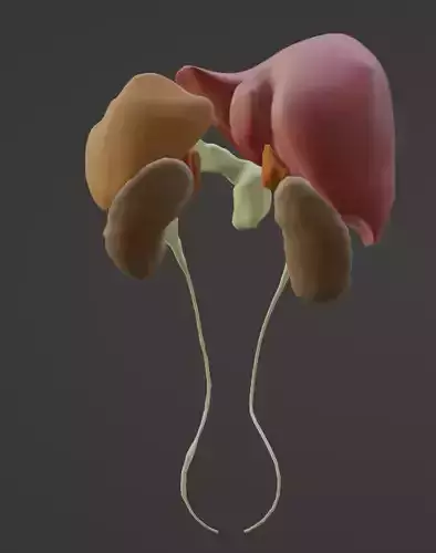 3D Model of Abdominal Organs
