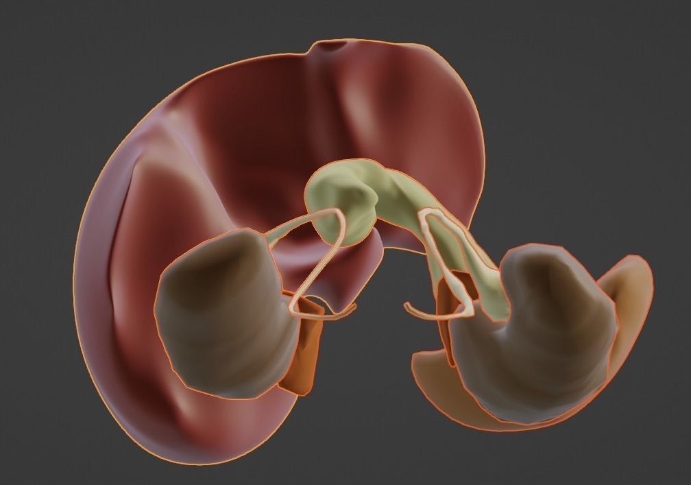 3D Model of Abdominal Organs 3D model_4