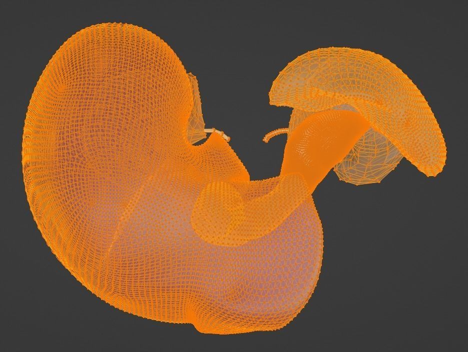 3D Model of Abdominal Organs 3D model_9