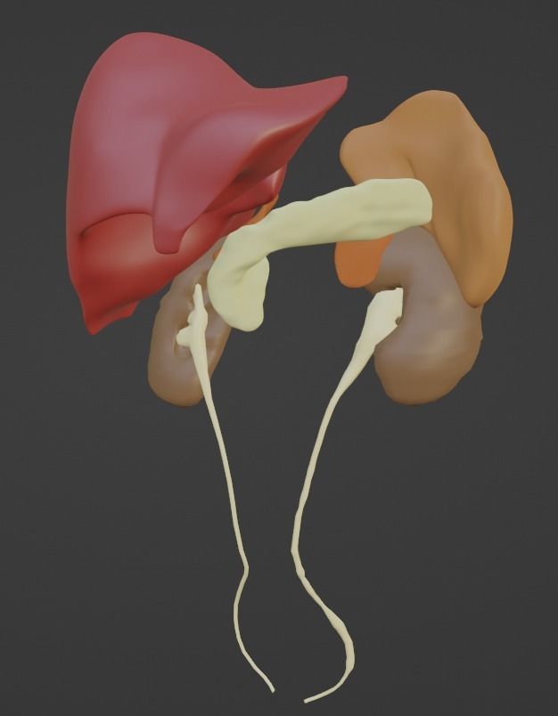 3D Model of Abdominal Organs 3D model_10