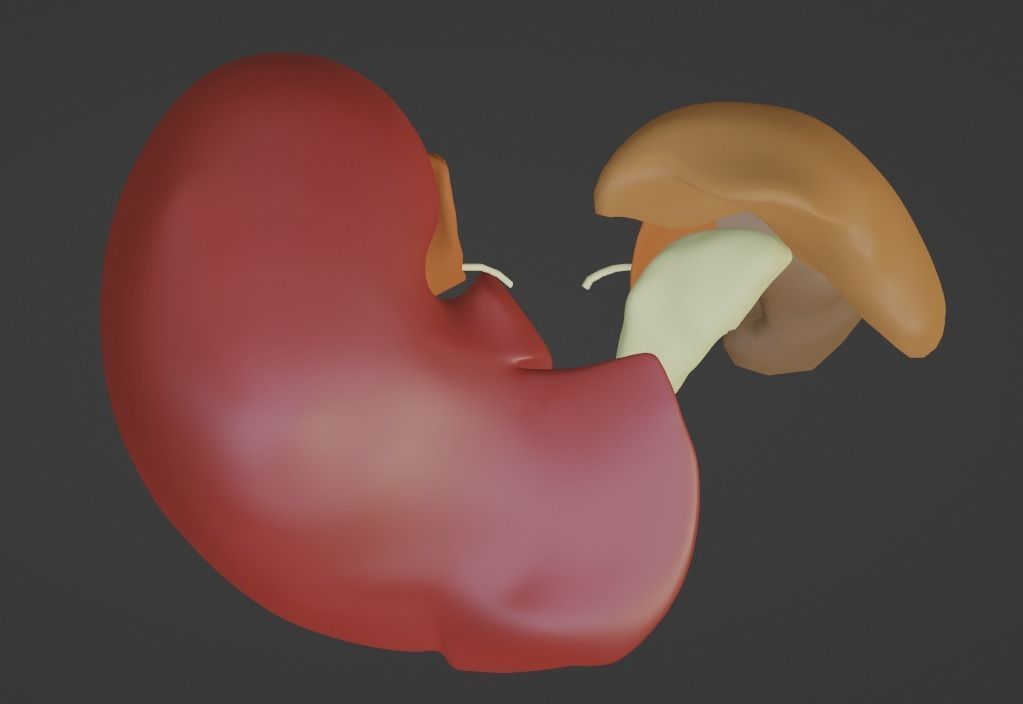 3D Model of Abdominal Organs 3D model_5
