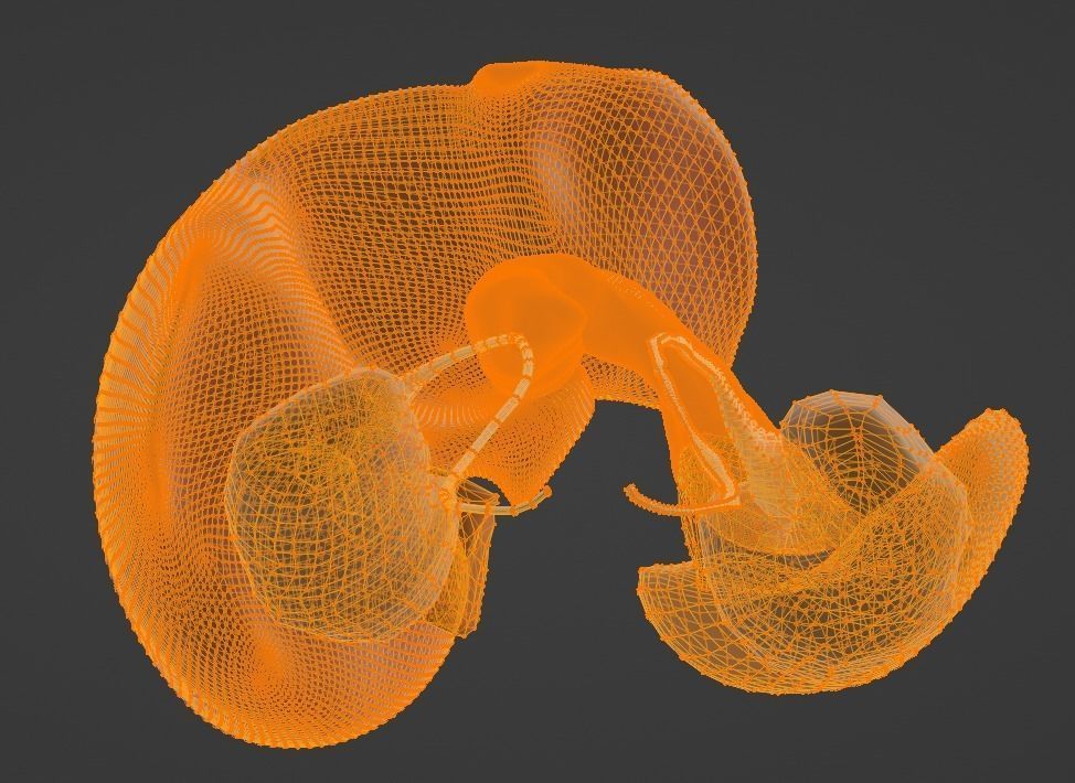 3D Model of Abdominal Organs 3D model_16