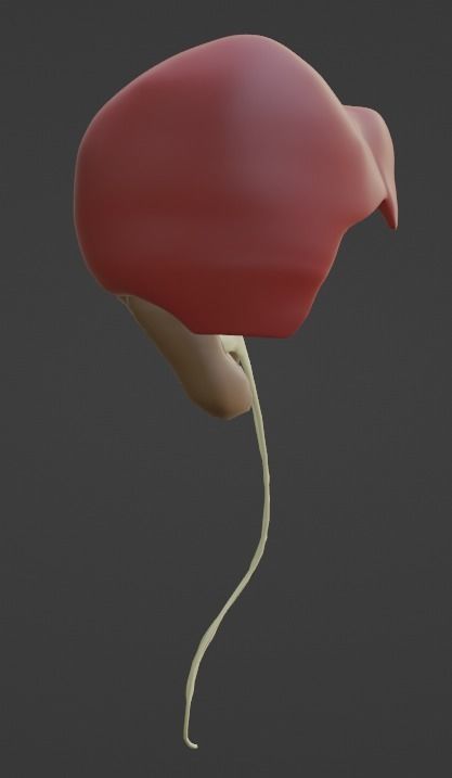 3D Model of Abdominal Organs 3D model_2