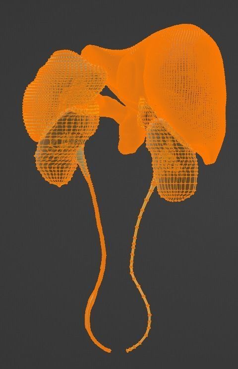 3D Model of Abdominal Organs 3D model_7