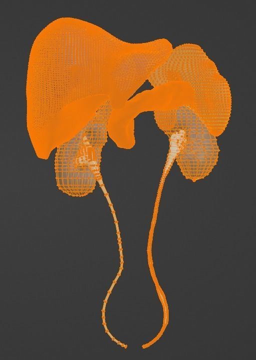 3D Model of Abdominal Organs 3D model_6