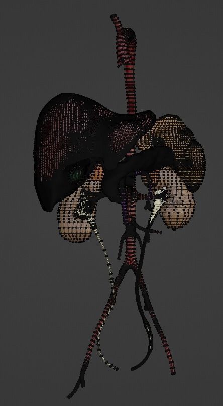 3D Model of Abdominal Organs and Veins 3D model_16
