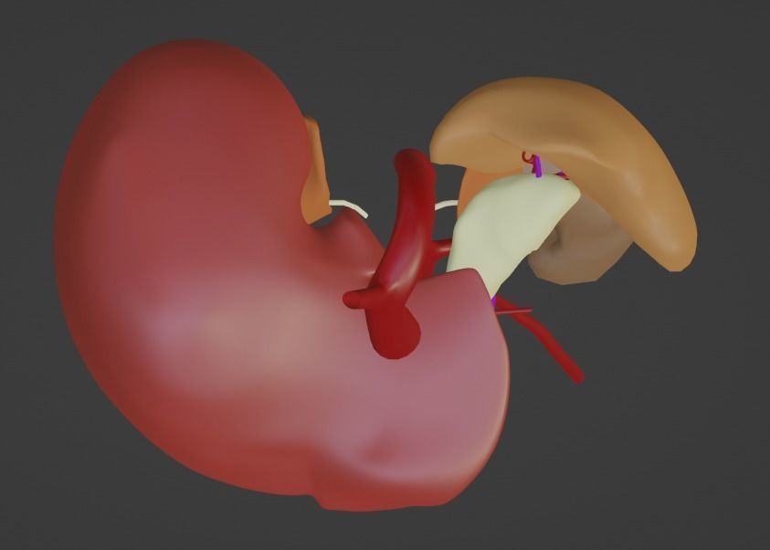 3D Model of Abdominal Organs and Veins 3D model_13