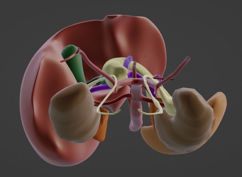 3D Model of Abdominal Organs and Veins 3D model_14