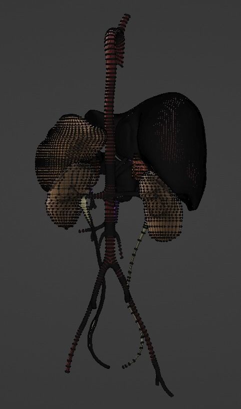 3D Model of Abdominal Organs and Veins 3D model_5