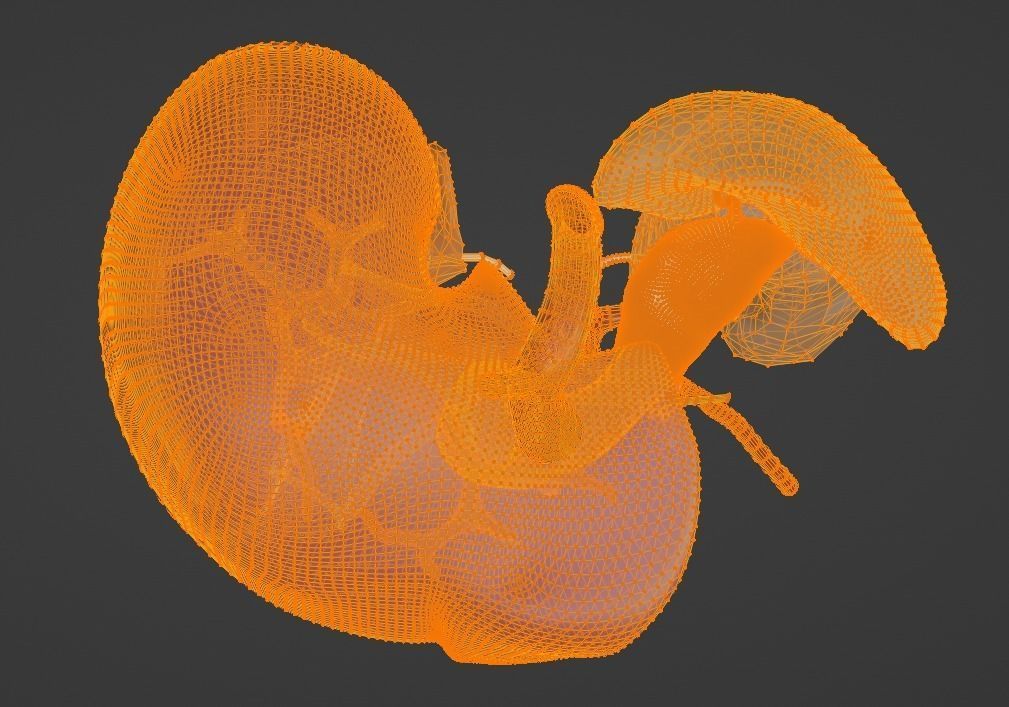 3D Model of Abdominal Organs and Veins 3D model_6