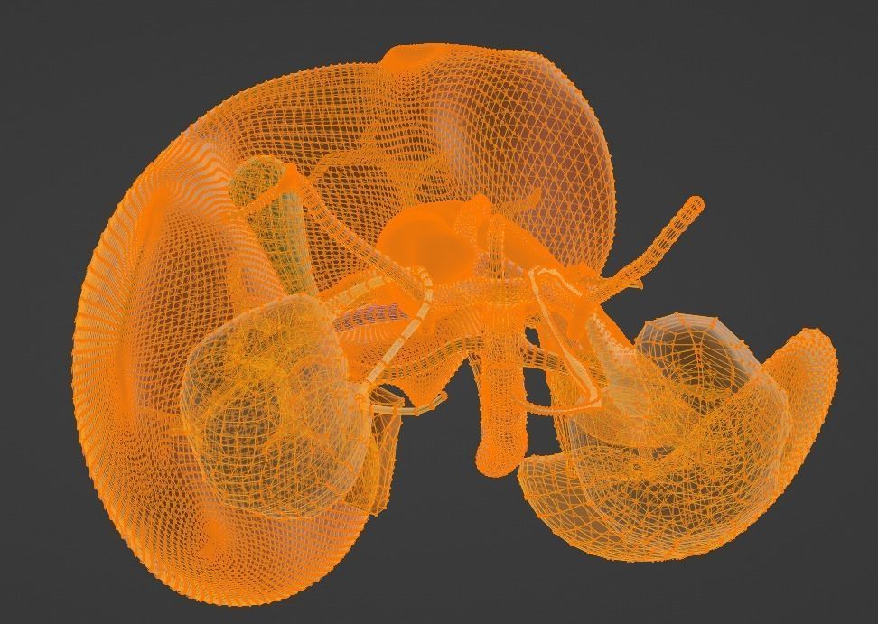 3D Model of Abdominal Organs and Veins 3D model_8