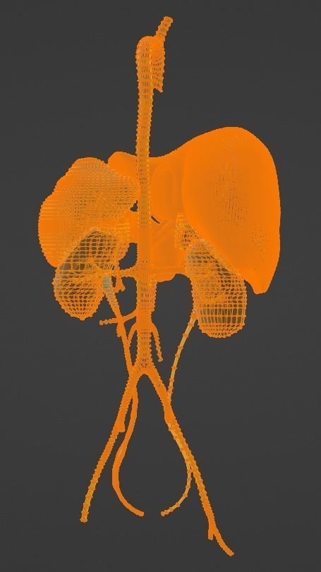 3D Model of Abdominal Organs and Veins 3D model_4