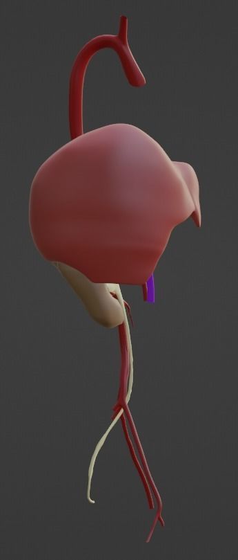 3D Model of Abdominal Organs and Veins 3D model_11