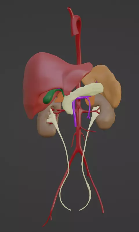 3D Model of Abdominal Organs and Veins 3D model_0