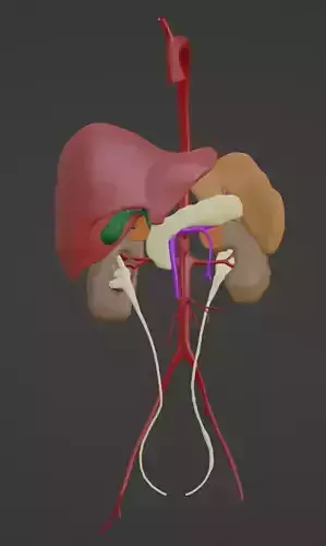 3D Model of Abdominal Organs and Veins
