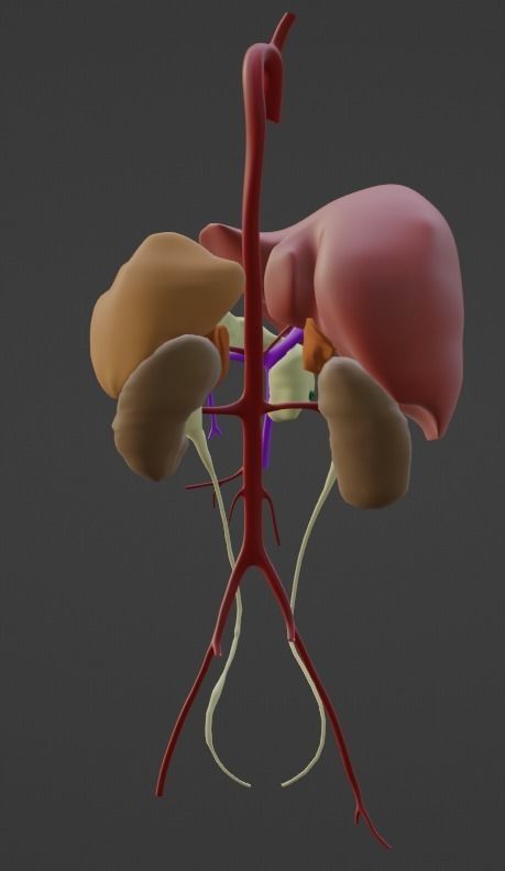 3D Model of Abdominal Organs and Veins 3D model_12