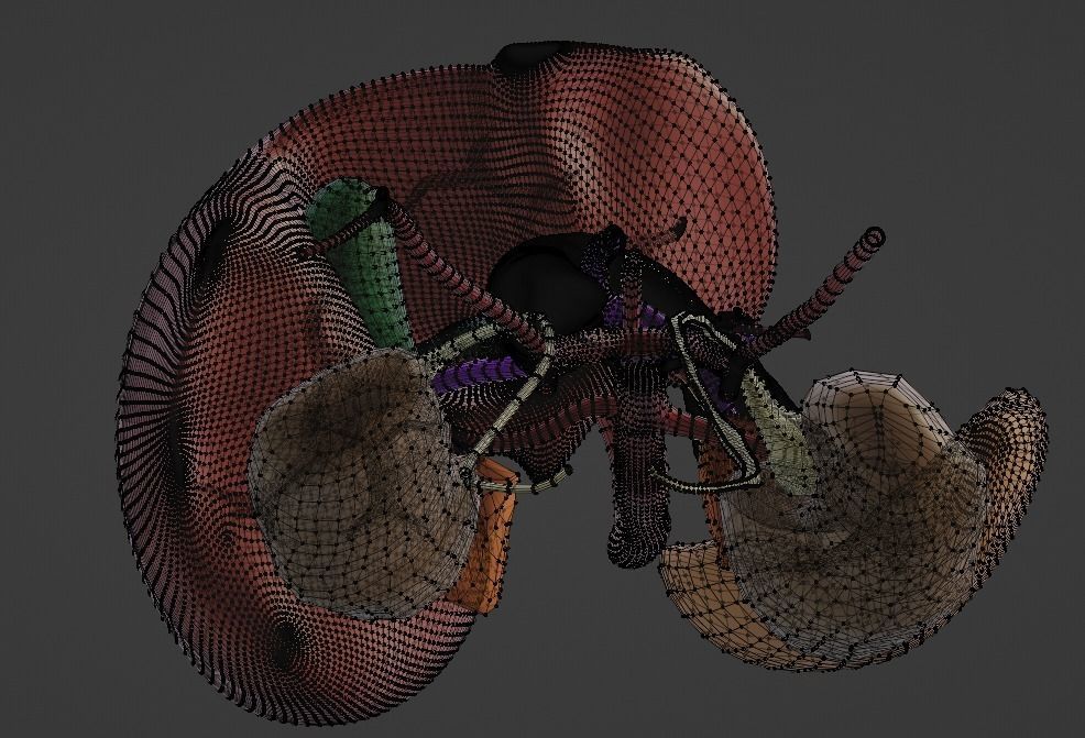 3D Model of Abdominal Organs and Veins 3D model_9