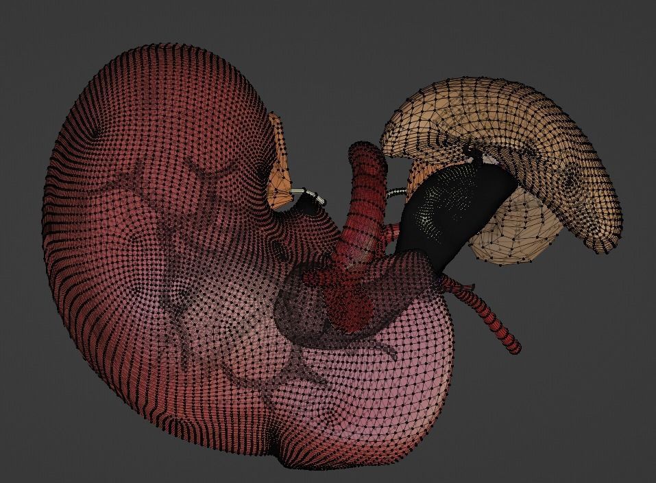 3D Model of Abdominal Organs and Veins 3D model_7