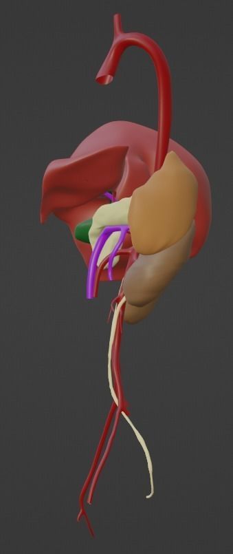3D Model of Abdominal Organs and Veins 3D model_10