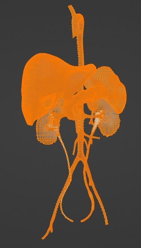 3D Model of Abdominal Organs and Veins 3D model_15