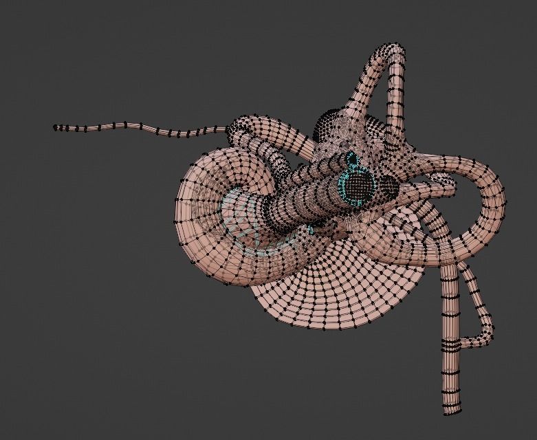 3D Model of Ear Anatomy 3D model_2