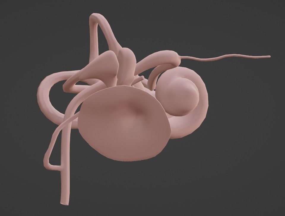 3D Model of Ear Anatomy 3D model_7