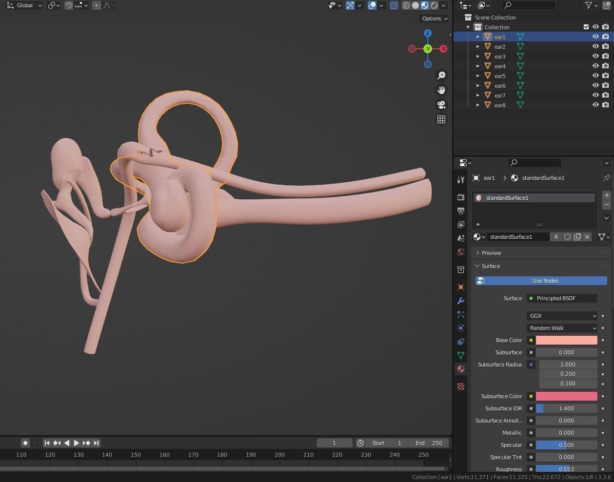 3D Model of Ear Anatomy 3D model_5