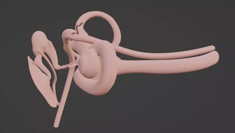 3D Model of Ear Anatomy 3D model_0